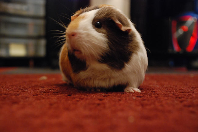 JFH Former Staff: Chewie